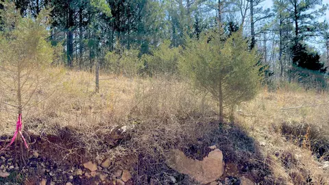 8 Red Lamb Rd, Melbourne, AR 72556 photo 7
