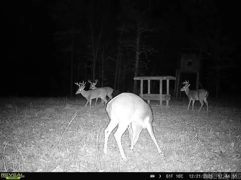 311 Rock Hill Rd, Dolph, AR 72528 photo 18