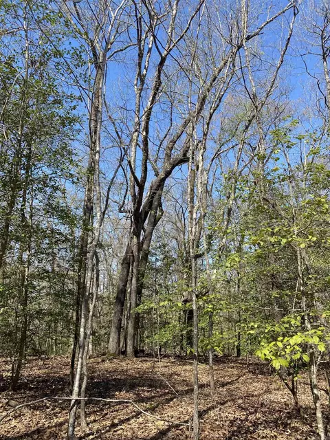 84 Creek, Mount Ida, AR 71957 photo 8