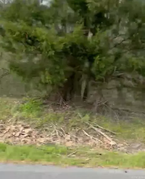 Shannon & Oakwood, Pine Bluff, AR 71603 photo 6