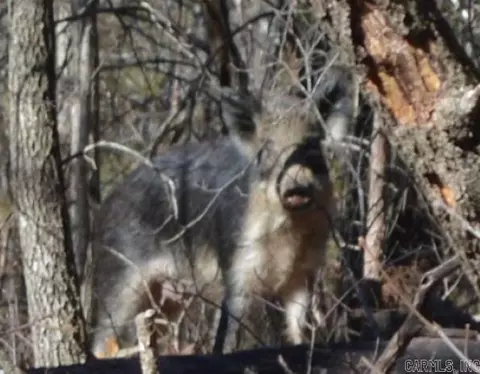 000 Schnauzer Ln, Harriet, AR 72639 photo 22