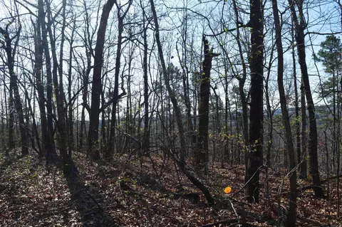 000 Schnauzer Ln, Harriet, AR 72639 photo 21