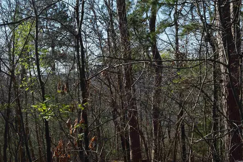 000 Schnauzer Ln, Harriet, AR 72639 photo 13