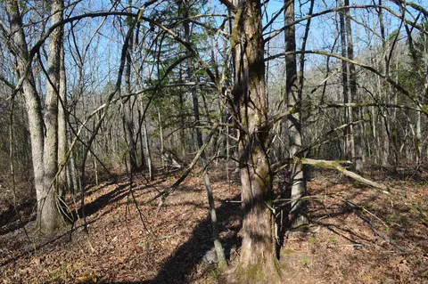 000 Schnauzer Ln, Harriet, AR 72639 photo 16