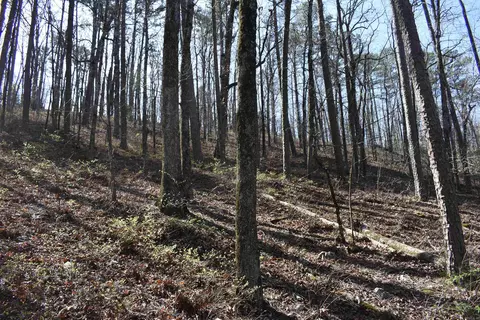 0000 Old Dallas Rd, Norman, AR 71960 photo 23