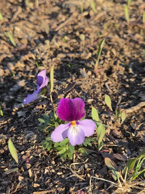 000 Thida Rd, Thida, AR 72020 photo 30