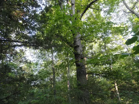 168 Reflections Dr, Marshall, AR 72650 photo 15