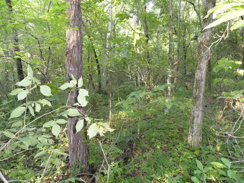 168 Reflections Dr, Marshall, AR 72650 photo 3