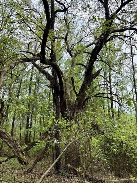 000 Dublin Rd, Scranton, AR 72863 photo 13