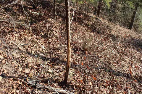 905 Fallen Tree, Marshall, AR 72650 photo 35