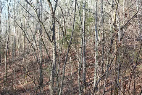 905 Fallen Tree, Marshall, AR 72650 photo 18