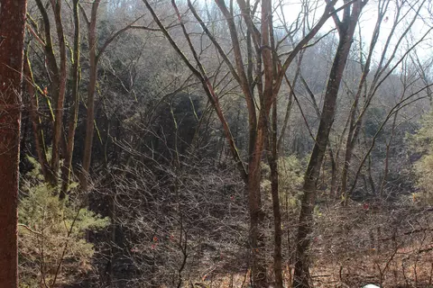 905 Fallen Tree, Marshall, AR 72650 photo 38