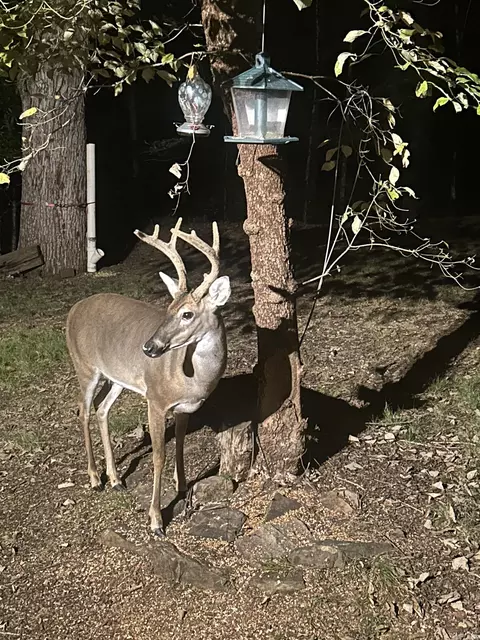 tbd Moss Rd, Benton, AR 72019 photo 5