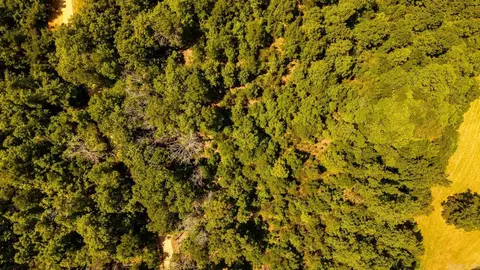 tbd County Road 443, Birch Tree, MO 65483 photo 12
