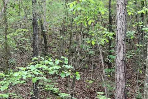 000 E Mountain Rd, Bee Branch, AR 72013 photo 18