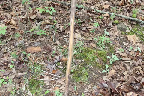 000 E Mountain Rd, Bee Branch, AR 72013 photo 9