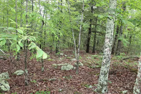 000 E Mountain Rd, Bee Branch, AR 72013 photo 29