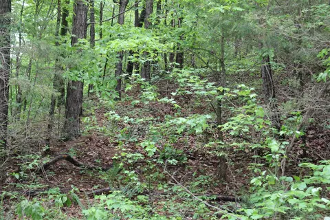 000 E Mountain Rd, Bee Branch, AR 72013 photo 19