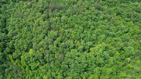 000 E Mountain Rd, Bee Branch, AR 72013 photo 26