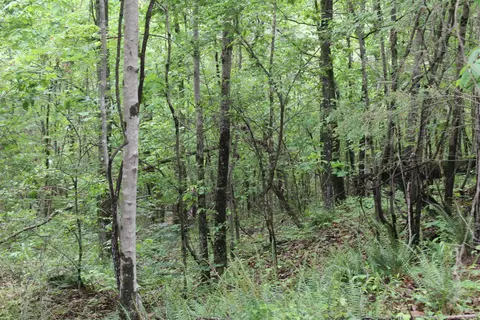 000 E Mountain Rd, Bee Branch, AR 72013 photo 20