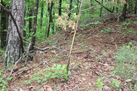 000 E Mountain Rd, Bee Branch, AR 72013 photo 10