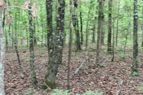 000 E Mountain Rd, Bee Branch, AR 72013 photo 40