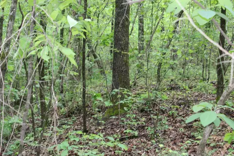 000 E Mountain Rd, Bee Branch, AR 72013 photo 17