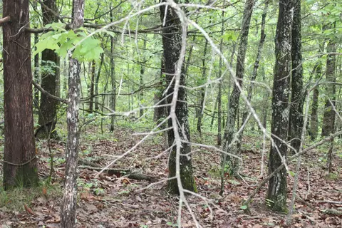 000 E Mountain Rd, Bee Branch, AR 72013 photo 39