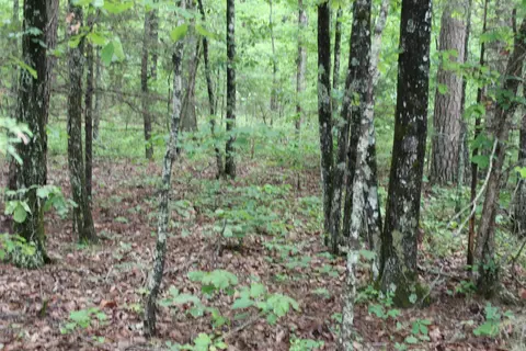 000 E Mountain Rd, Bee Branch, AR 72013 photo 41