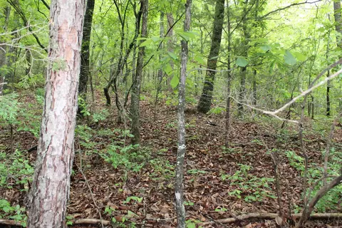 000 E Mountain Rd, Bee Branch, AR 72013 photo 15