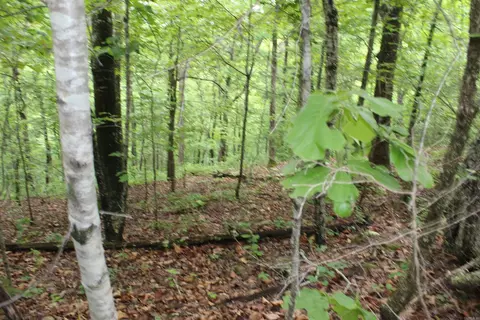 000 E Mountain Rd, Bee Branch, AR 72013 photo 32
