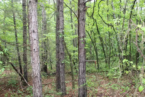 000 E Mountain Rd, Bee Branch, AR 72013 photo 8