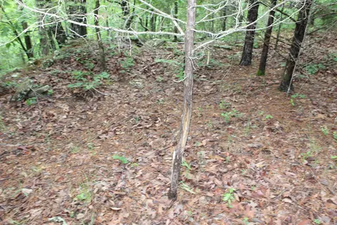 000 E Mountain Rd, Bee Branch, AR 72013 photo 38