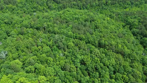 000 E Mountain Rd, Bee Branch, AR 72013 photo 3