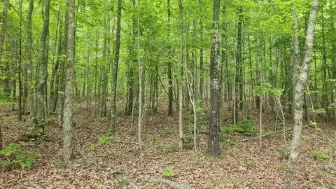 598 Ryan Rd, Oden, AR 71961 photo 30