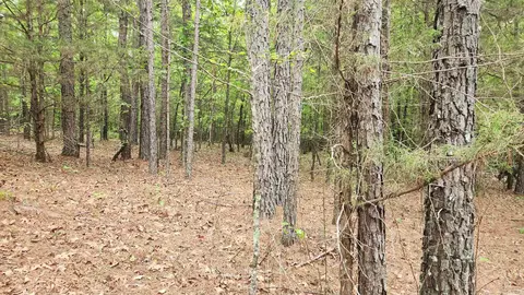 598 Ryan Rd, Oden, AR 71961 photo 36