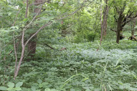 0 County Rd 157 River Ridge Ests, Guion, AR 72540 photo 19