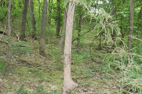 0 County Rd 157 River Ridge Ests, Guion, AR 72540 photo 14