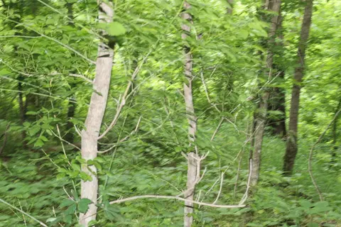 0 County Rd 157 River Ridge Ests, Guion, AR 72540 photo 22