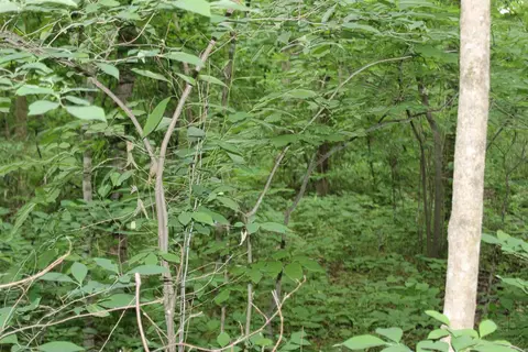 0 County Rd 157 River Ridge Ests, Guion, AR 72540 photo 25