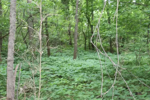 0 County Rd 157 River Ridge Ests, Guion, AR 72540 photo 15