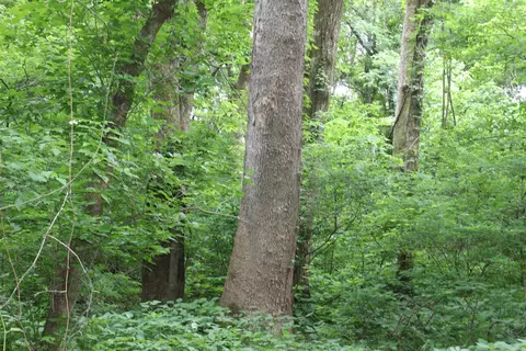 0 County Rd 157 River Ridge Ests, Guion, AR 72540 photo 20