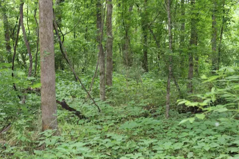0 County Rd 157 River Ridge Ests, Guion, AR 72540 photo 21
