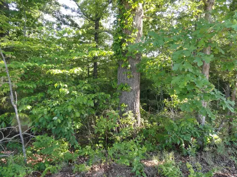 Other - 434 Fallen Tree Rd, Marshall, AR 72650 photo 20 of 22