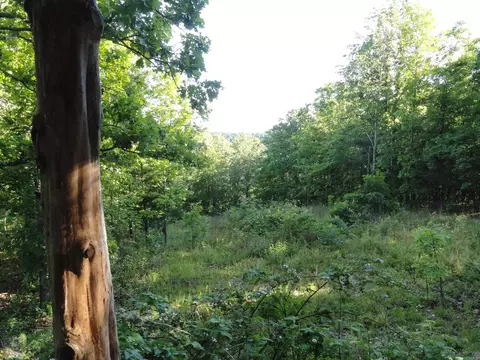 Exterior - 434 Fallen Tree Rd, Marshall, AR 72650 photo 4 of 14