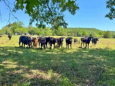82 Herring Rd, Quitman, AR 72131