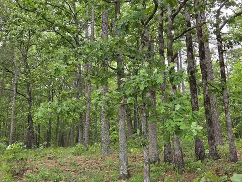 0 Angora Mountain Rd, Leslie, AR 72645 photo 30