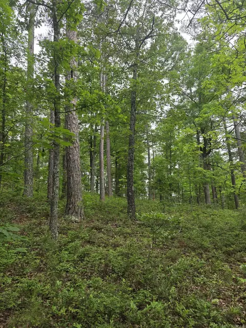 0 Angora Mountain Rd, Leslie, AR 72645 photo 19