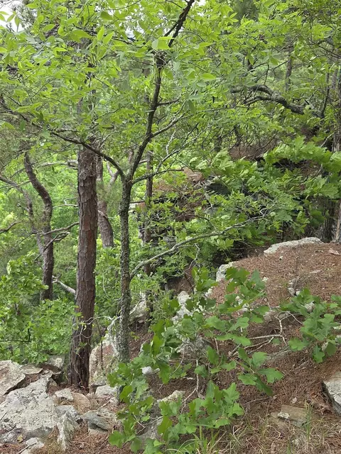 0 Angora Mountain Rd, Leslie, AR 72645 photo 28