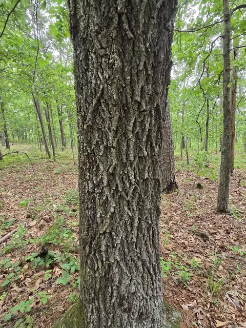 0 Angora Mountain Rd, Leslie, AR 72645 photo 3